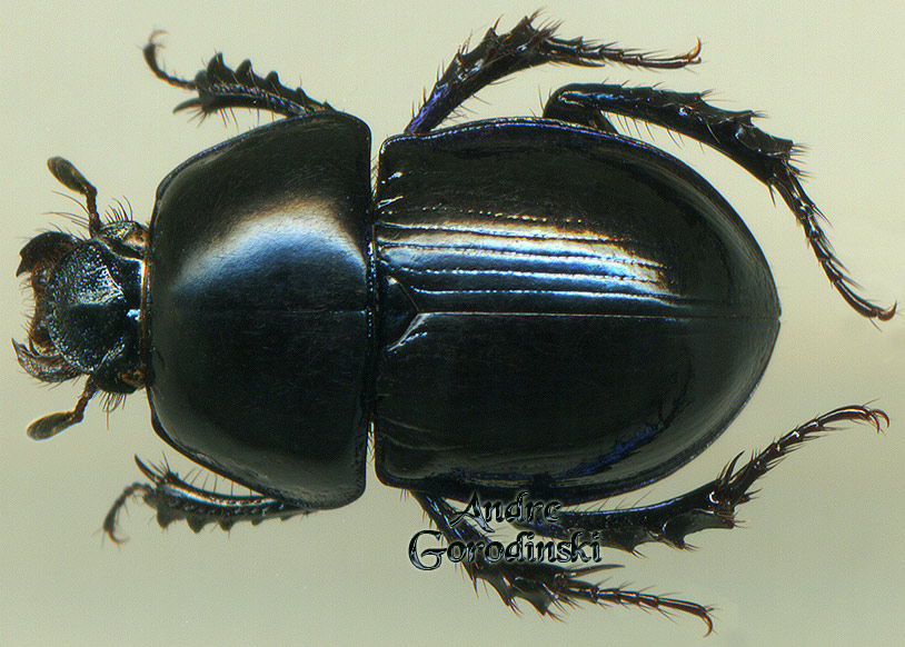 http://www.gorodinski.ru/geotrupes/Geotrupes imurai.jpg